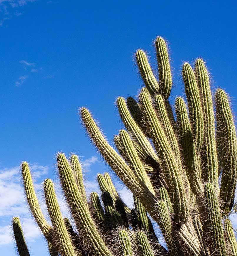 A large group og cacti under clear skies in Mesa Arizona